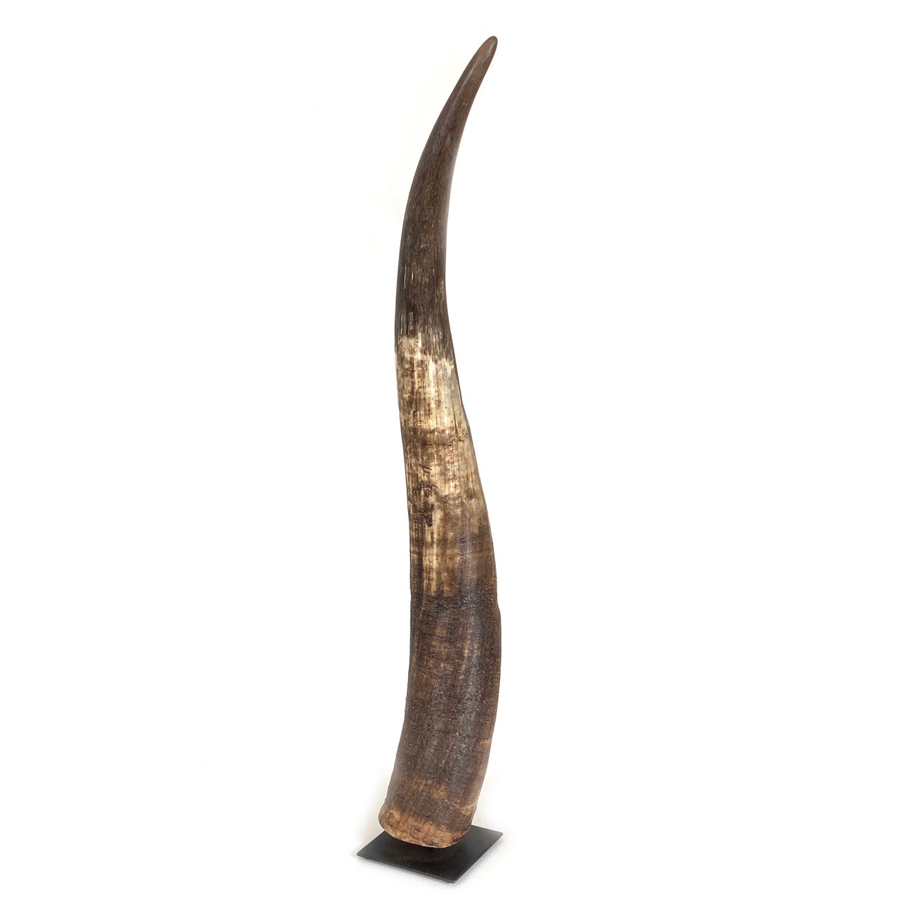 no waste here - horns from rural cows in Cameroon