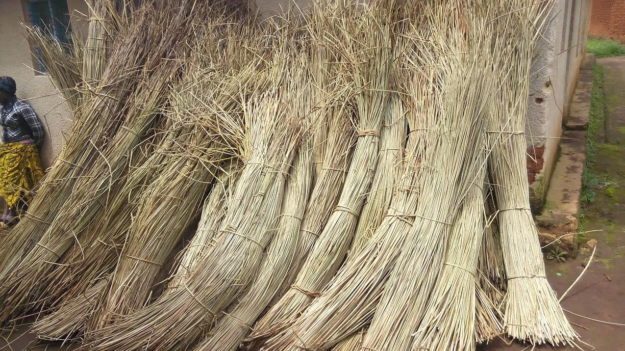 the milulu grass dryed for basket weaving
