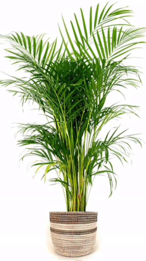 medium basket planter made in Senegal