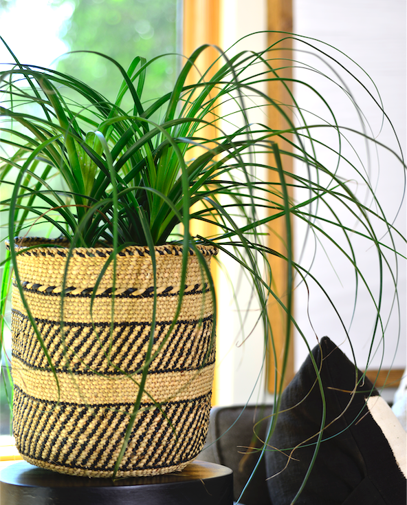 Iringa natural basket with black traditional stripe in medium size as a planter