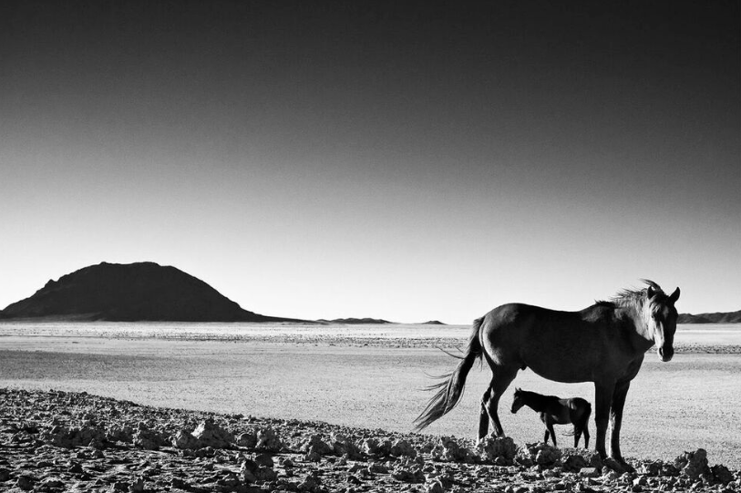 foal and mother horse in Namibia