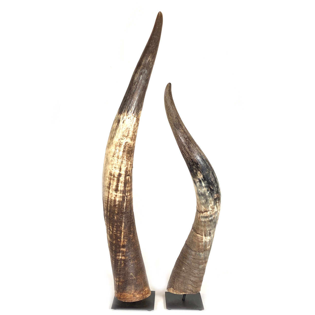 cow horns from Africa