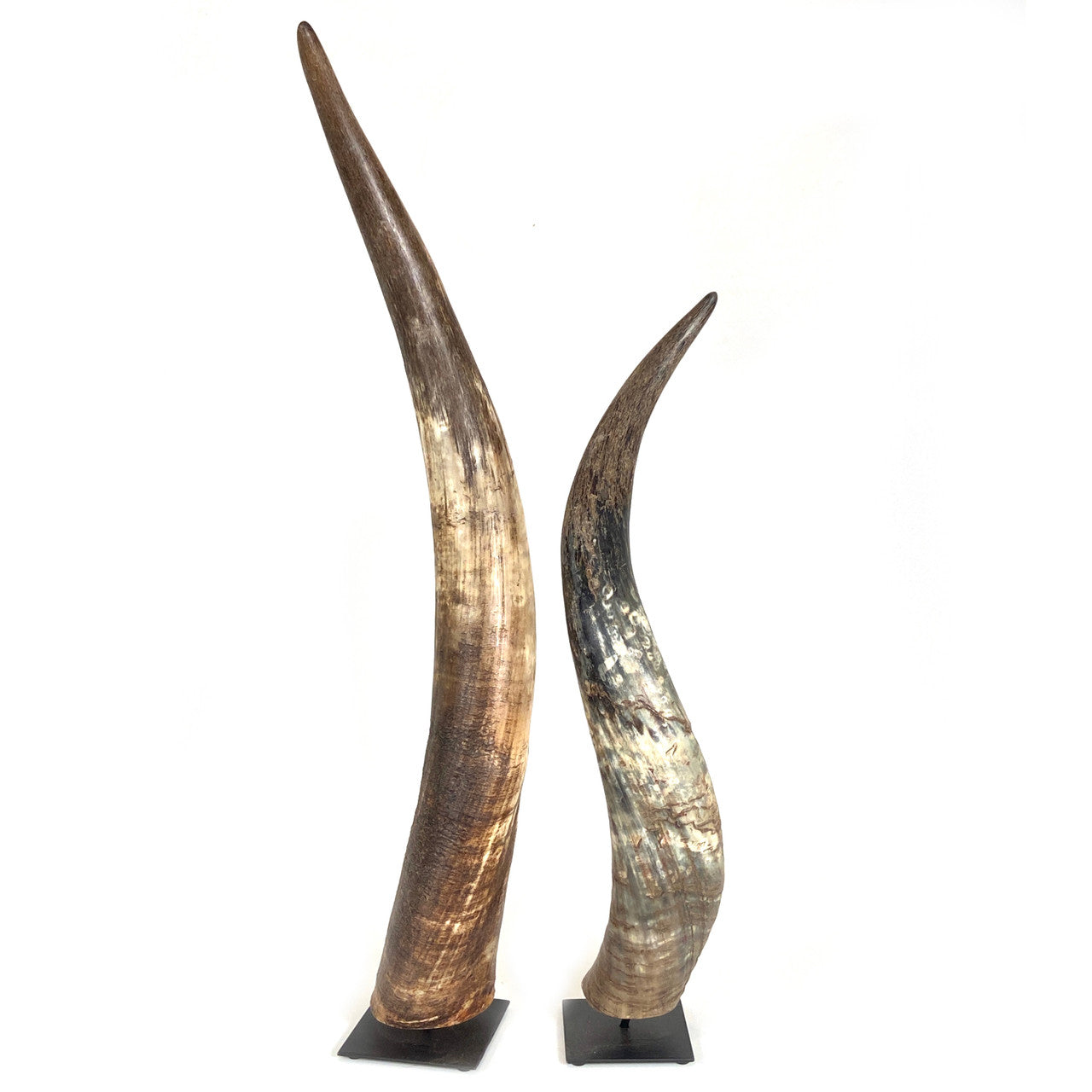 N'dama horns from cows in Africa
