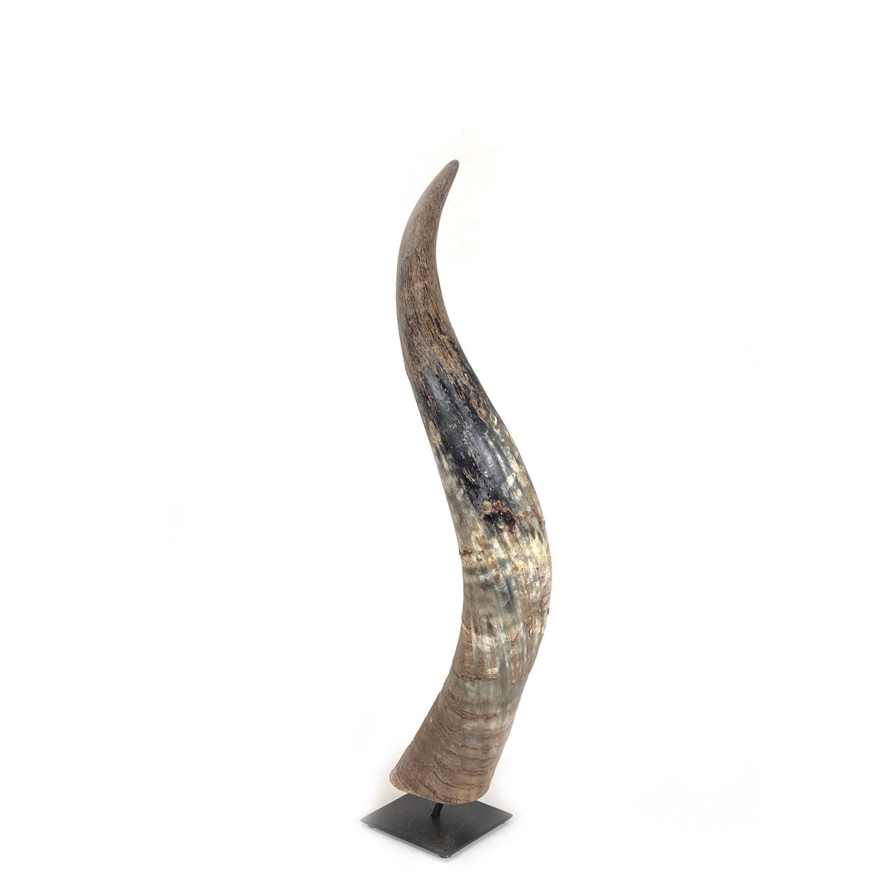 beautiful cow horn from rural cows from Cameroon