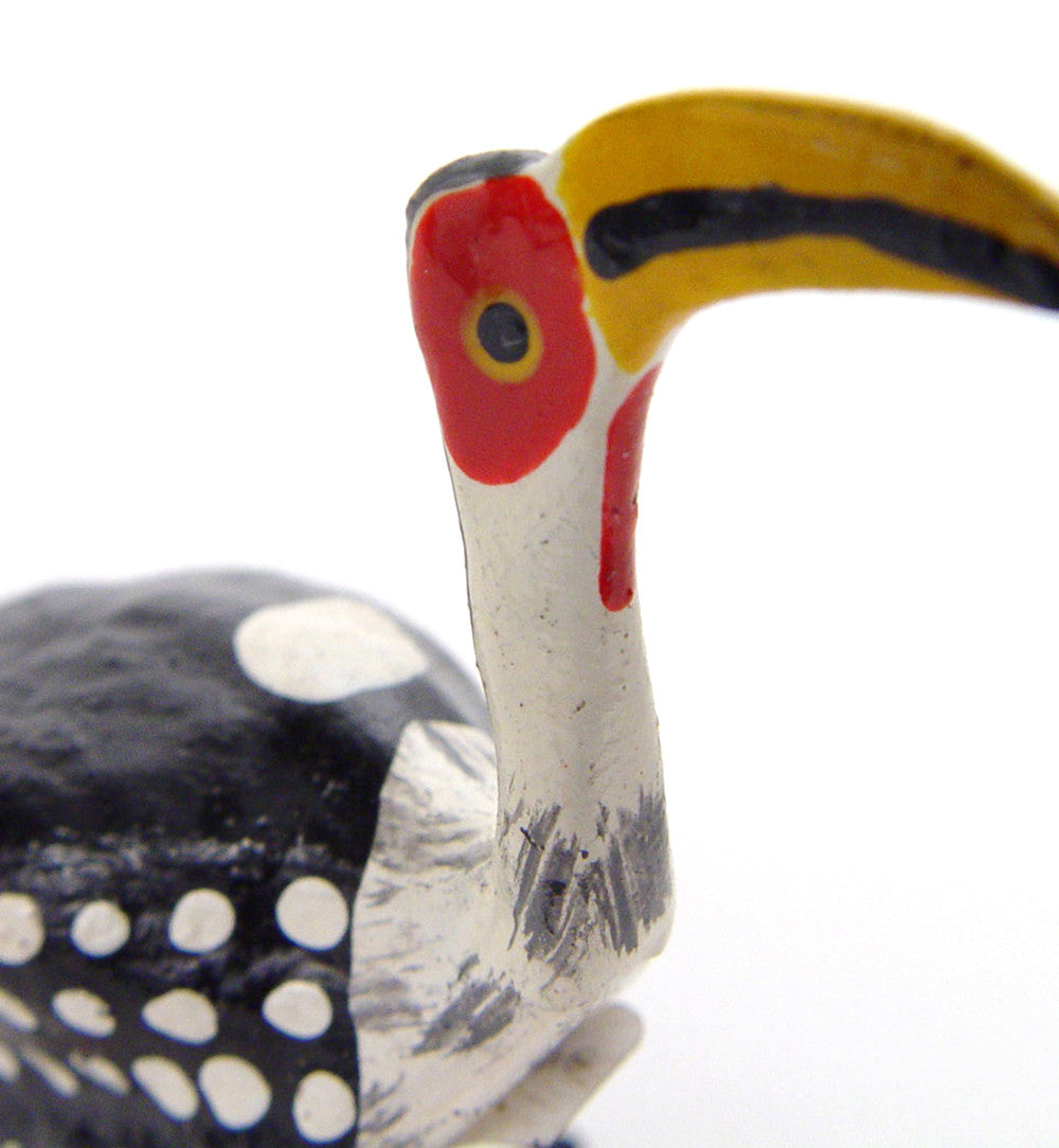 seedpod hornbill close up of the head
